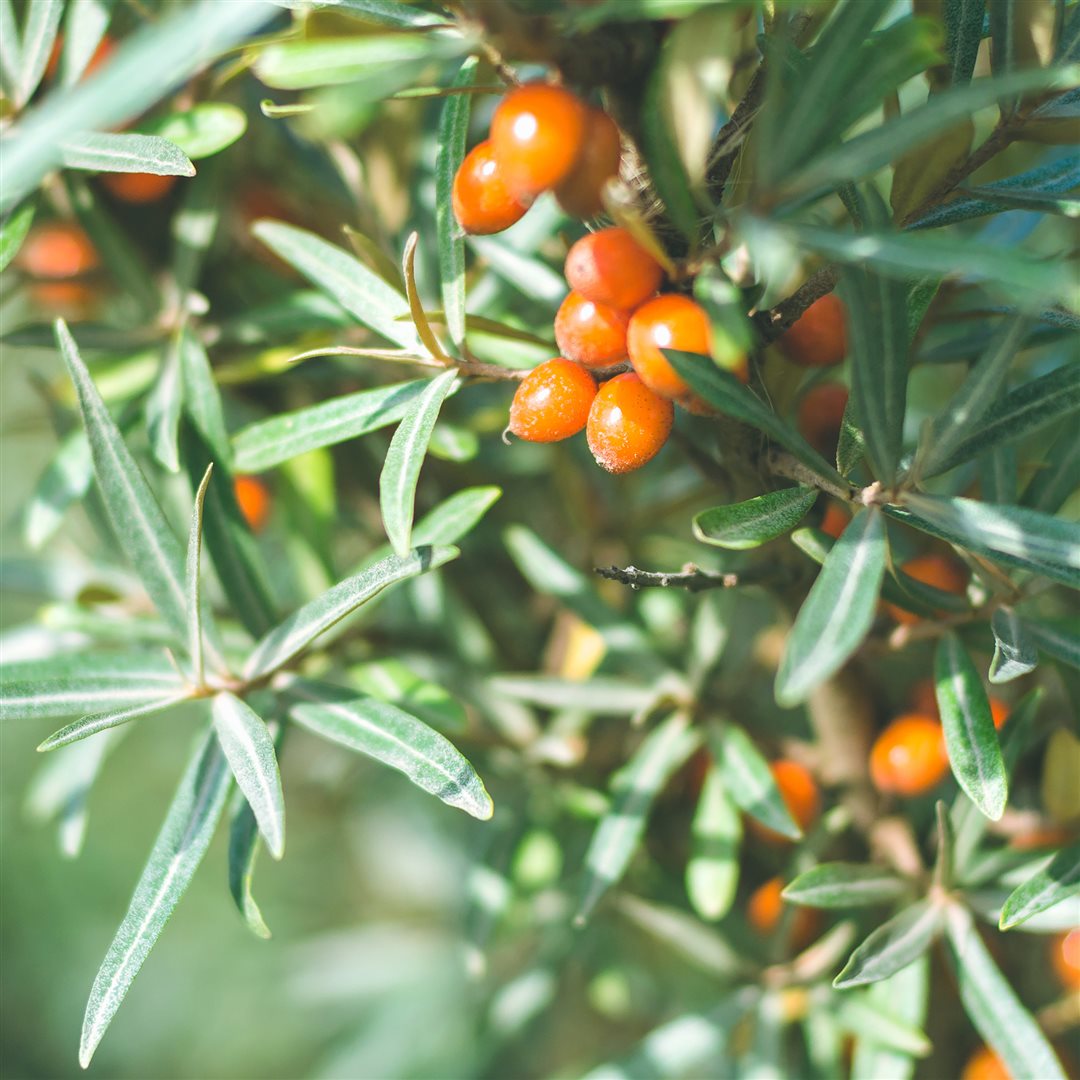 RAUSCH hairspray strong aerosol 250 ml - immagine 3