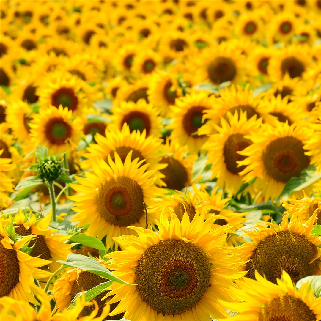 RAUSCH hairspray flexible aerosol 250 ml - immagine 3