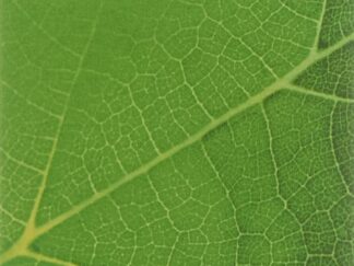 BRONCHIPRET Thym Lierre sirop fl 100 ml